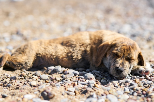 Chiot dormant sur la plage