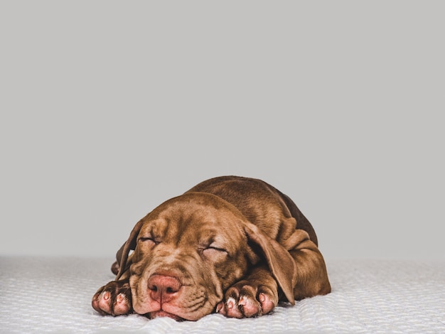 Chiot doux dormant sur un plaid doux