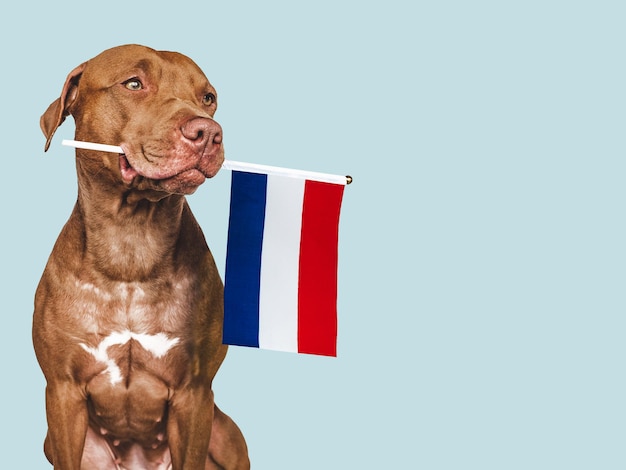 Chiot avec le drapeau national des Pays-Bas