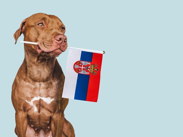 Chiot avec le drapeau national de la Serbie