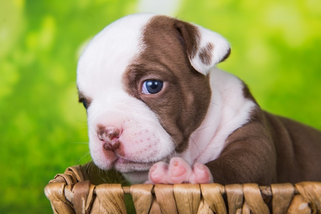 Le chiot drôle d'American Bullies est sur le panier