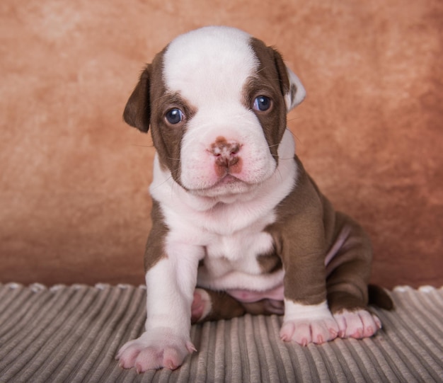 Chiot drôle d'American Bullies sur fond marron