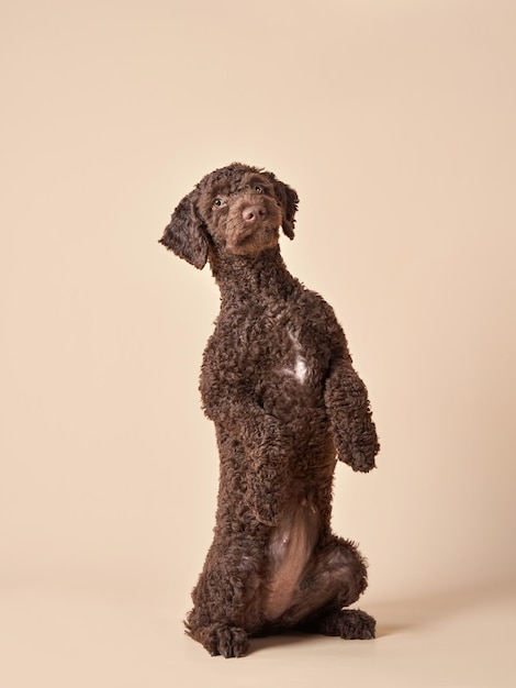 Chiot drôle de chien d'eau espagnol sur fond beige Portrait d'un animal de compagnie dans un studio photo