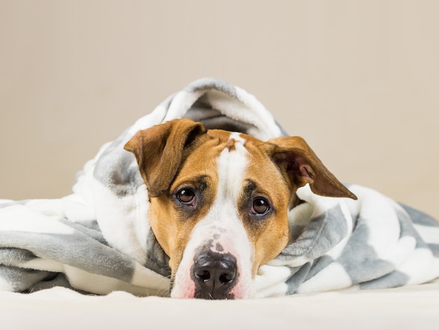 Chiot drôle dans une couverture de jet chaud repose dans la chambre