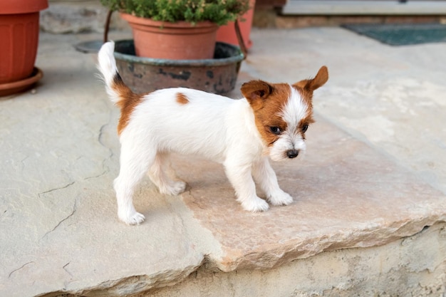 Chiot drôle debout sur le porche