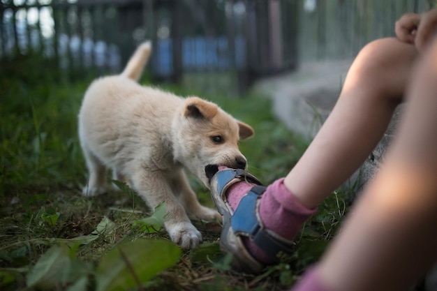 Chiot drôle et mignon joue et mord la jambe de l'enfant