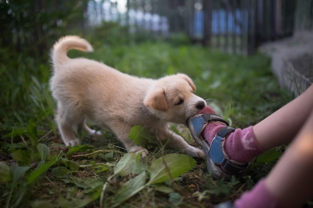 Chiot drôle et mignon joue et mord la jambe de l'enfant