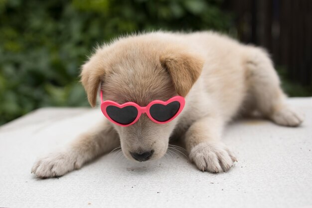 Chiot drôle et mignon avec des lunettes en forme de coeur