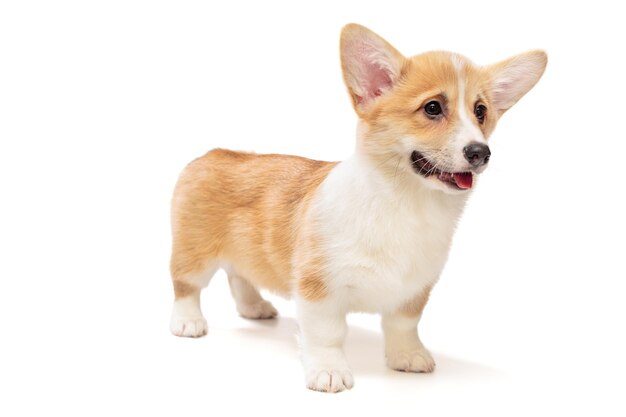 Chiot drôle de Pembroke Corgi