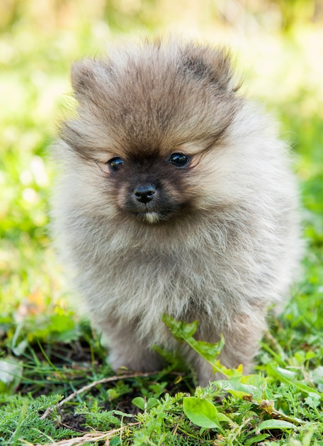 Chiot drôle de petit chien poméranien assis