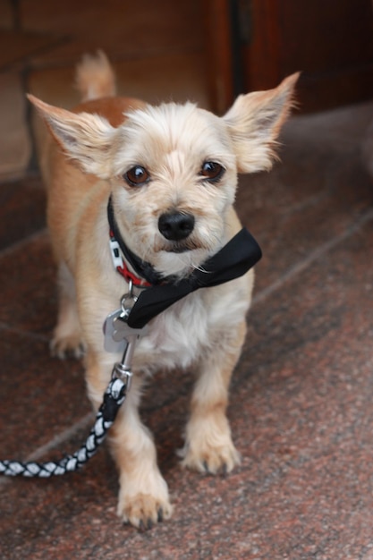 Un chiot élégant regardant la caméra.