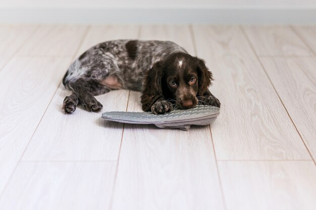 Chiot épagneul russe isolé sur un plancher en bois blanc.