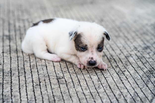 Chiot errant noir et blanc couché dans la rue