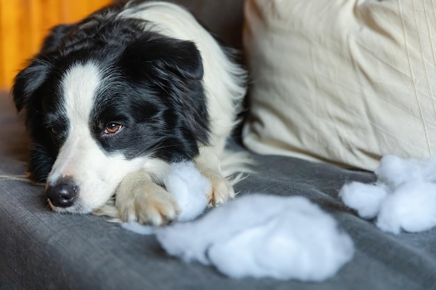 Chiot espiègle et coquin border collie après un méfait mordant un oreiller allongé sur un canapé à la maison Chien coupable et salon détruit Endommager la maison en désordre et le chiot avec un drôle de regard coupable