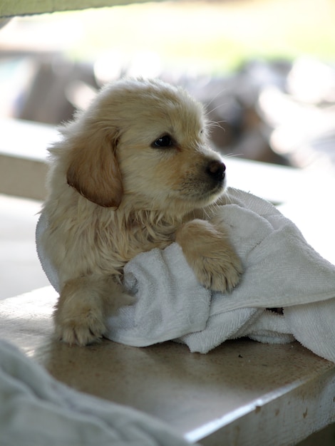 Le chiot est allongé sur un cheval en marbre blanc avec un chiffon blanc