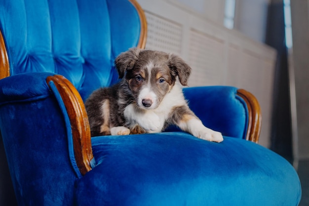 Un chiot est assis sur une chaise bleue.