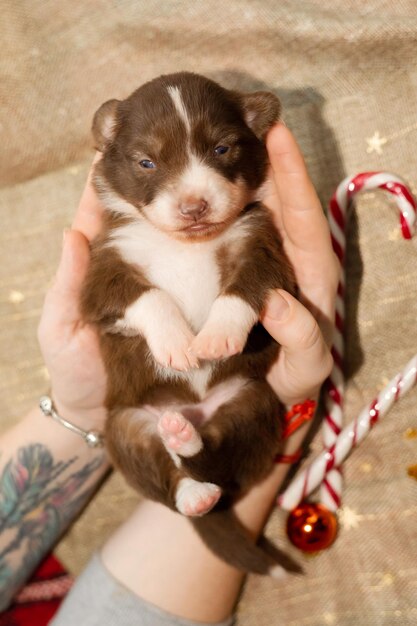 Un chiot est tenu dans les mains d'une personne.