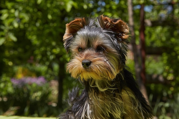 Chiot à l'extérieur