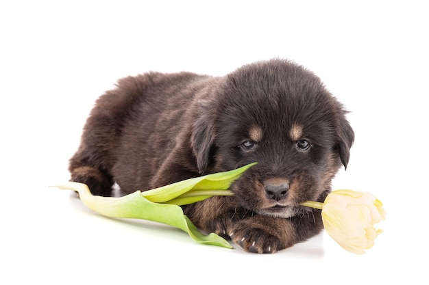 Photo chiot d'une ferme canine tibétaine