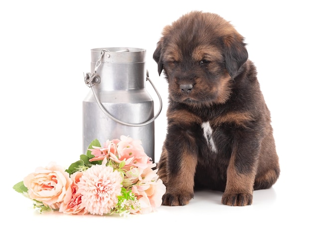 Photo chiot d'une ferme canine tibétaine