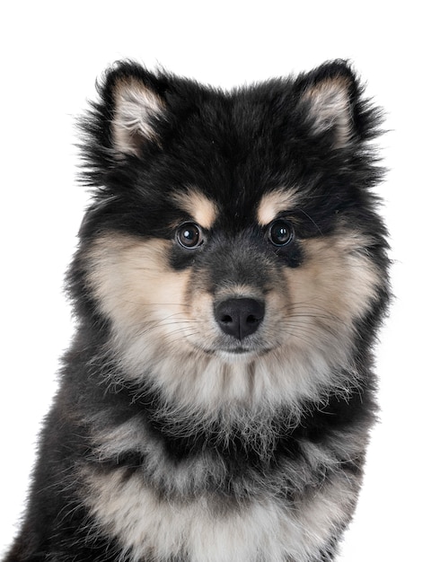 chiot finlandais Lapphund