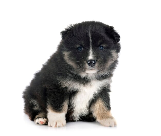 Chiot Finnish Lapphund