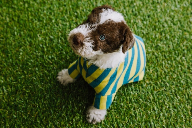 Chiot Fox Terrier vêtu d'un costume rayé