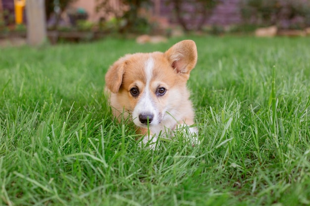 un chiot gallois corgi est allongé dans l'herbe lors d'une promenade