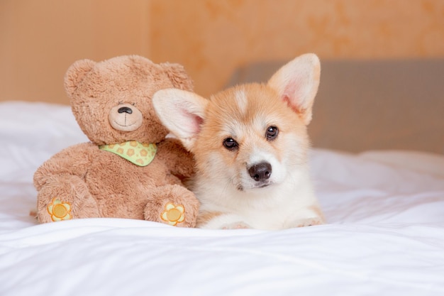 Le chiot gallois corgi est allongé sur le lit avec un ours en peluche