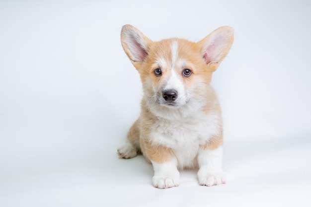 Un chiot gallois corgi est assis sur un fond blanc