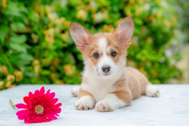 Chiot gallois corgi en été sur fond de calendrier de fleurs