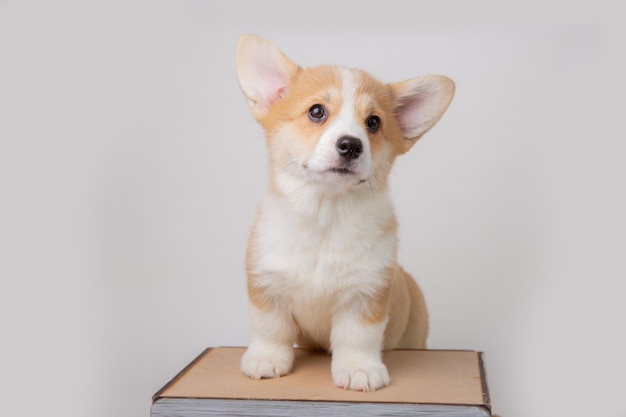 Chiot gallois corgi isolé sur fond blanc animaux mignons