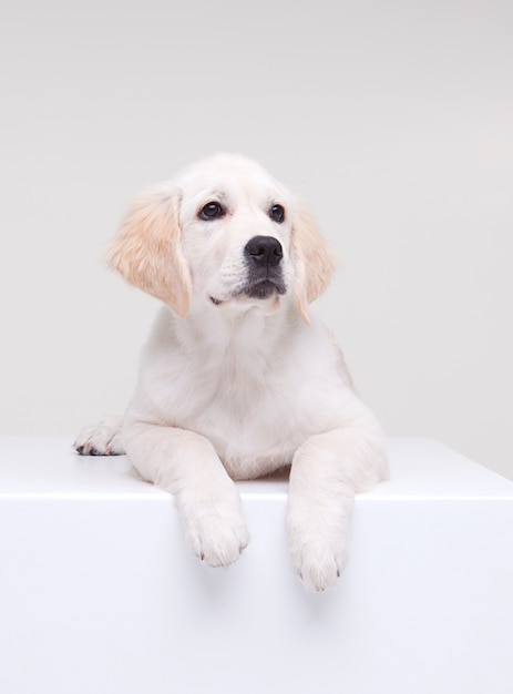 Chiot Golden retriever sur blanc grand chien de famille et ami