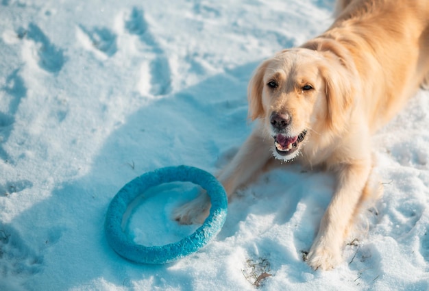 Photo chiot golden retriever blanc jouant sur la neige