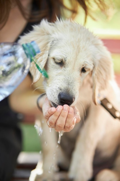 Un chiot d'un golden retriever boit de l'eau des mains du propriétaire par une chaude journée d'été.