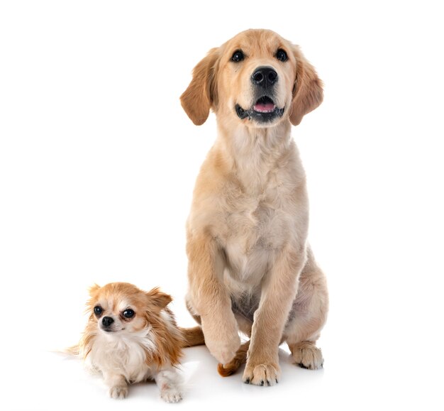 Chiot golden retriever et chihuahua