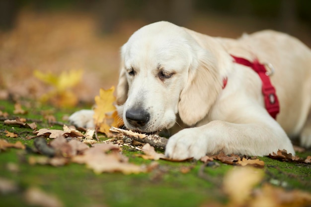 Un chiot d'un golden retriever se trouve sur une pelouse dans un parc en automne. un chiot golden retriever.