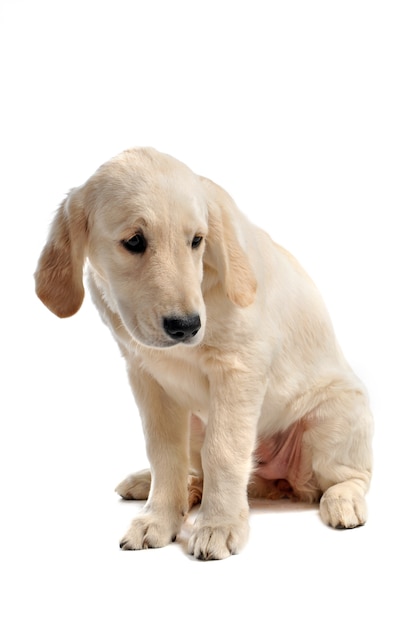 Chiot golden retriever triste