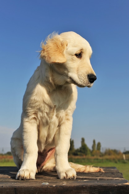 Chiot golden retriever