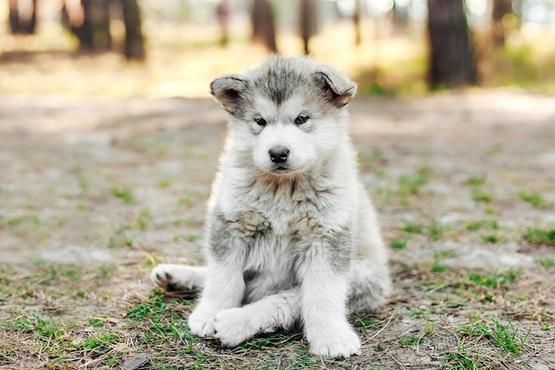 Un chiot gris blanc hirsute dans les bois dans la nature