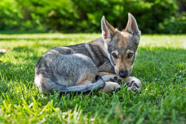 Chiot sur l'herbe