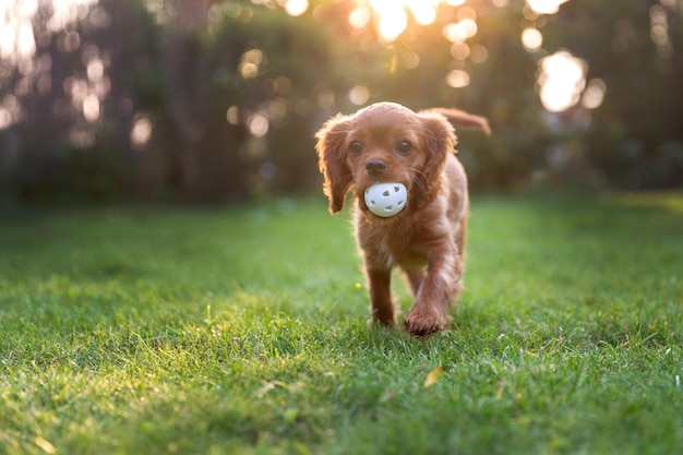 Chiot heureux jouant avec le ballon à la lumière du coucher du soleil