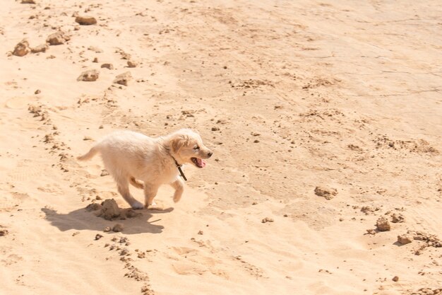 Chiot heureux qui court dans le sable.