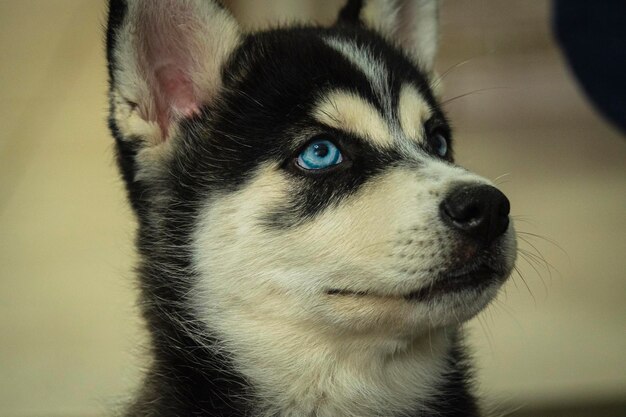 chiot husky aux yeux bleus