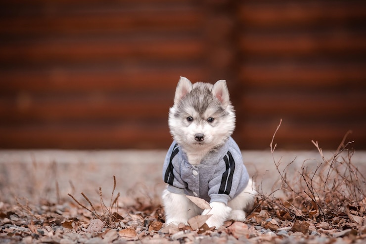 Photo chiot husky dans des vêtements près d'une maison en bois