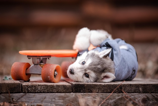 Chiot Husky dans des vêtements près d'une maison en bois