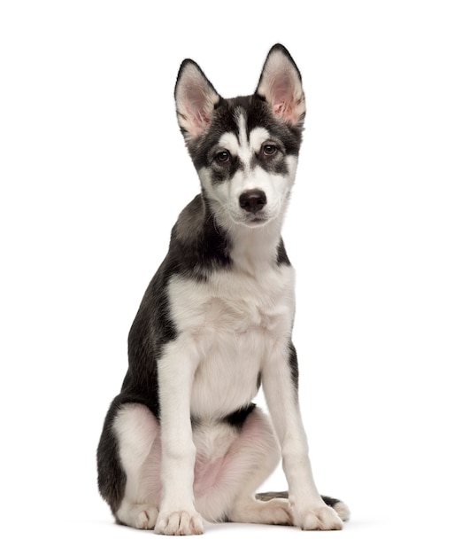 Chiot Husky Sibérien assis