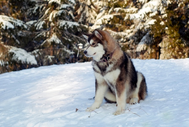 Un chiot husky sibérien cultivé est assis sur la neige à l'arrière-plan d'un paysage forestier flou