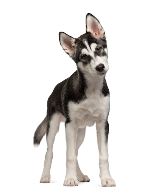 Chiot Husky Sibérien debout