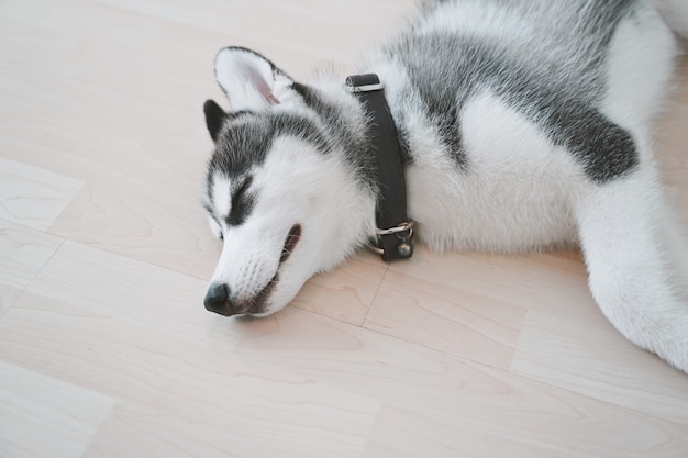 Chiot husky sibérien dormant sur le sol